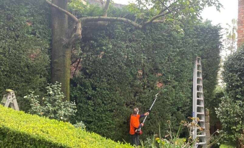 Tree Pruning in Fairfield East