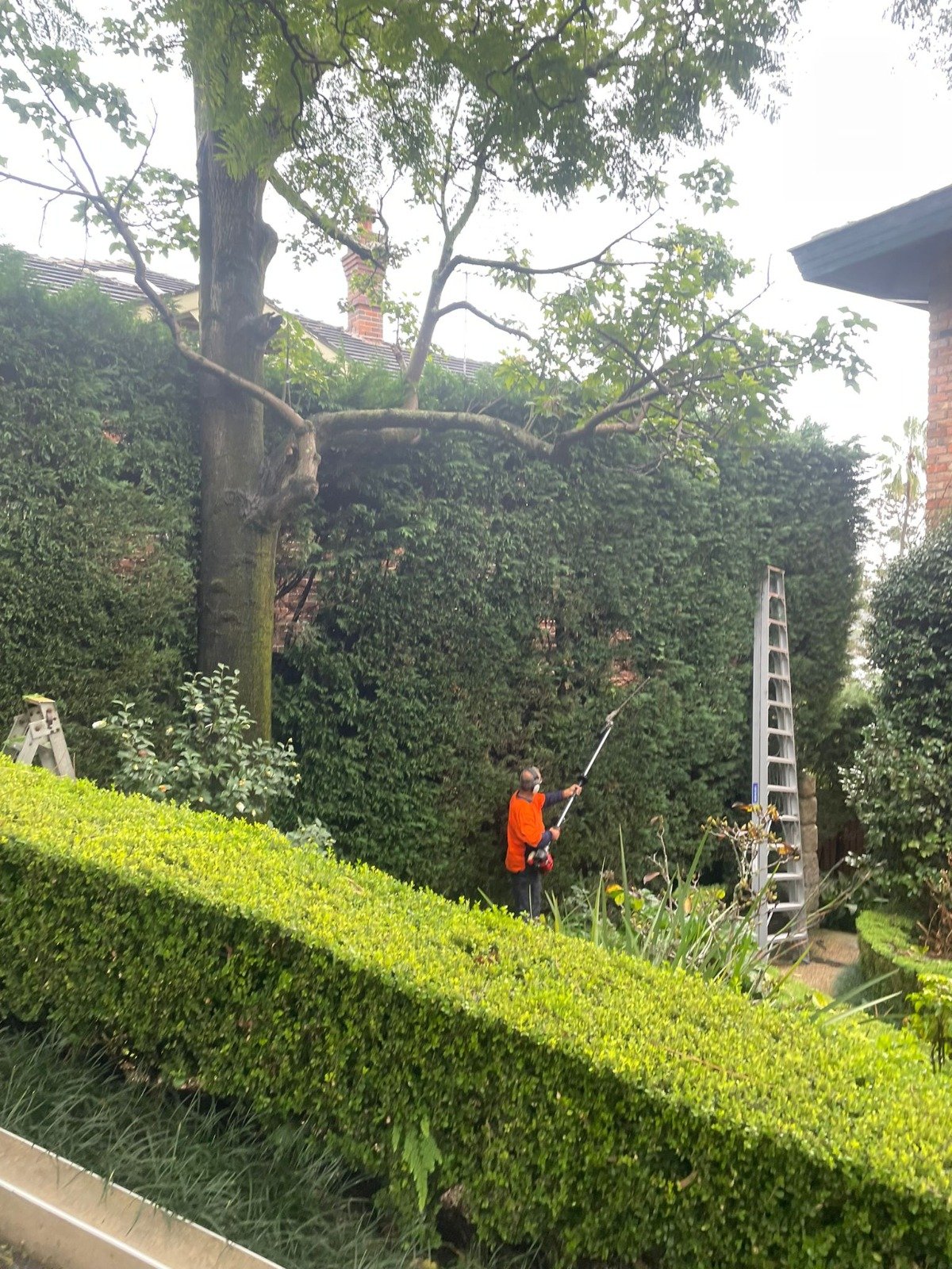 Tree Pruning in Fairfield East