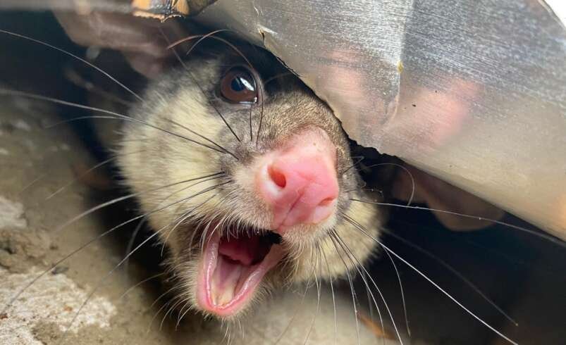 Residential Pest Control Canberra