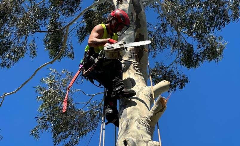 Arborist in Melbourne | Tree Trotters Victoria Pty Ltd
