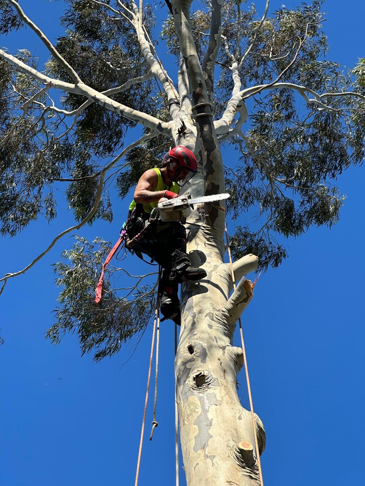 Arborist in Melbourne | Tree Trotters Victoria Pty Ltd
