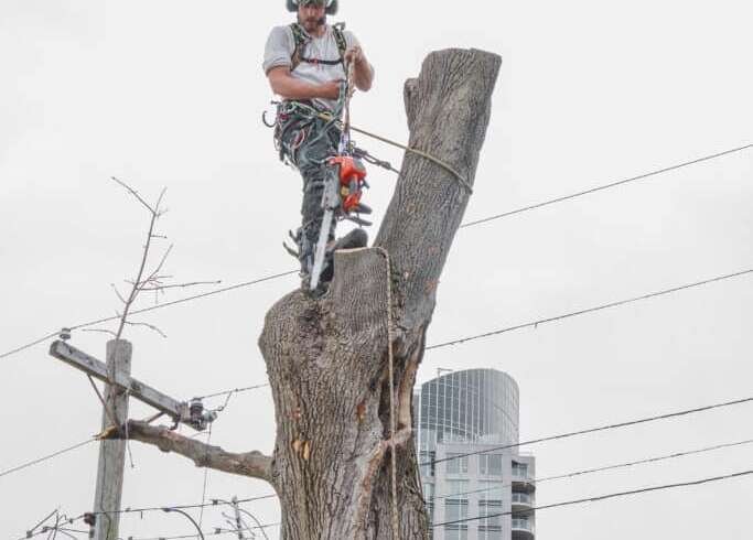 The Science of Tree Care: How Certified Arborists Protect Your Property