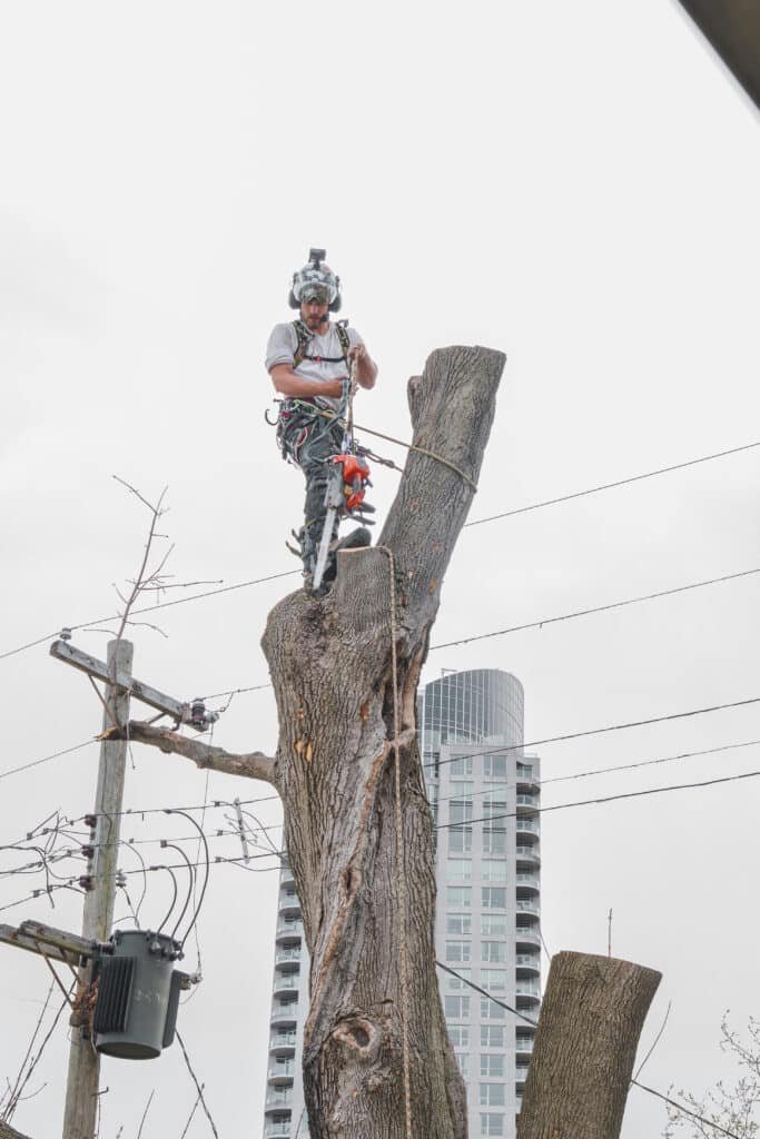 The Science of Tree Care: How Certified Arborists Protect Your Property