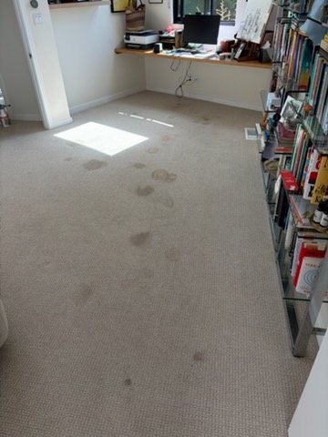Why Clean Carpets Matter for Every Pet Owner in North Hollywood