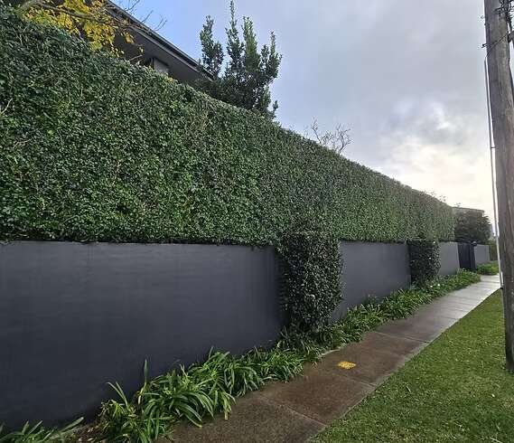 The Honest Truth About Hedging and Pruning Sydney Gardens Today