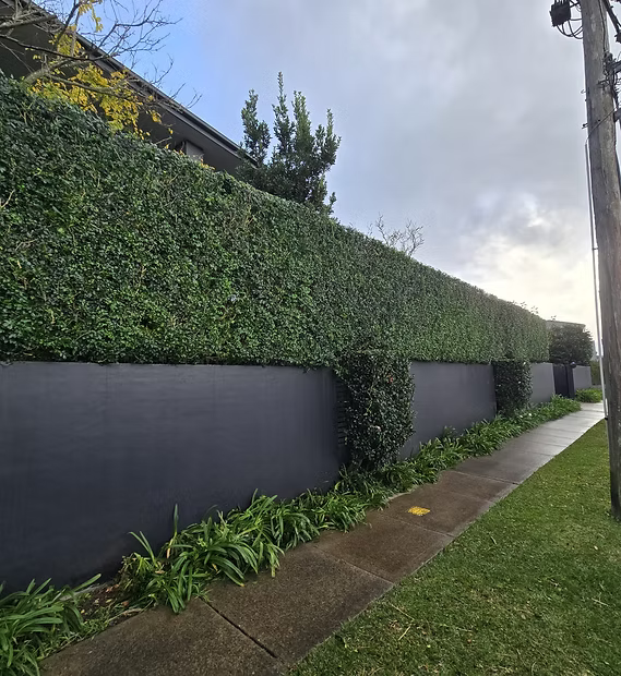 The Honest Truth About Hedging and Pruning Sydney Gardens Today