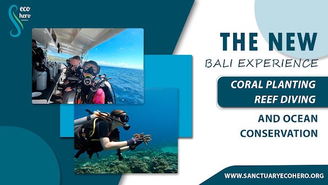 The New Bali Experience: Coral Planting, Reef Diving, and Ocean Conservation