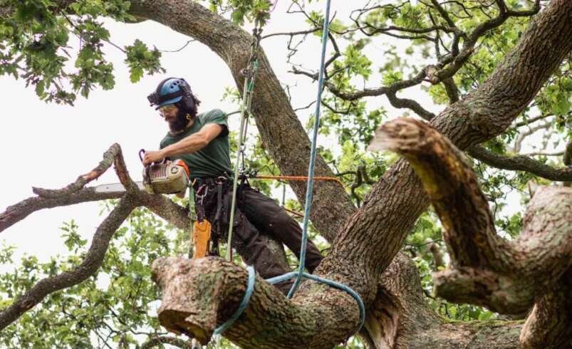 Trees by Forrest | Tree Service Plymouth MN for Healthy and Well-Maintained Properties